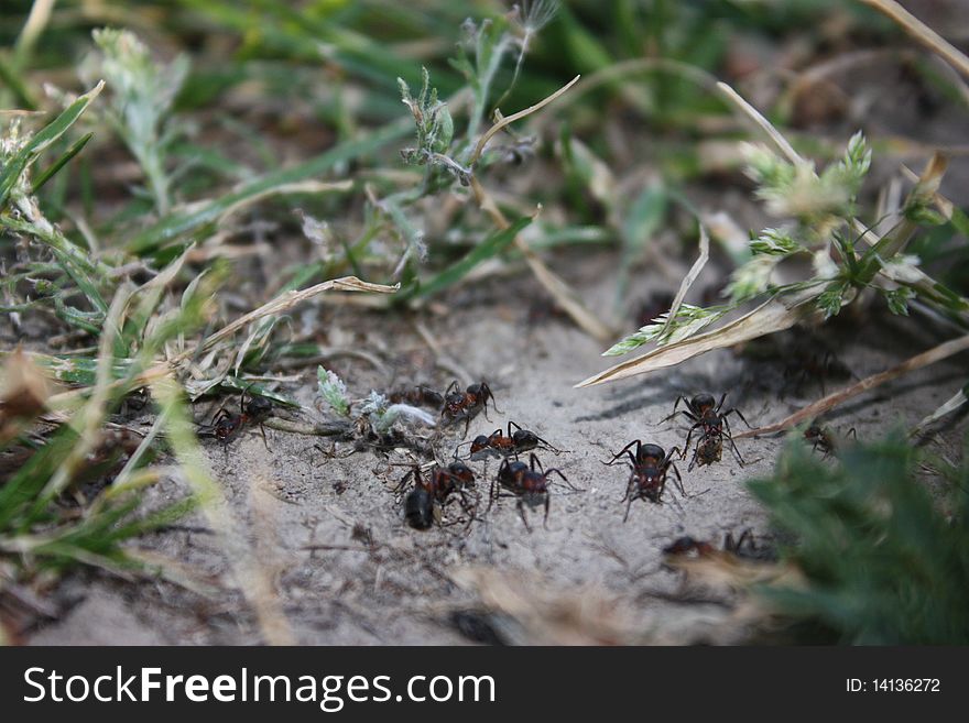 Ants walking on earth and grass