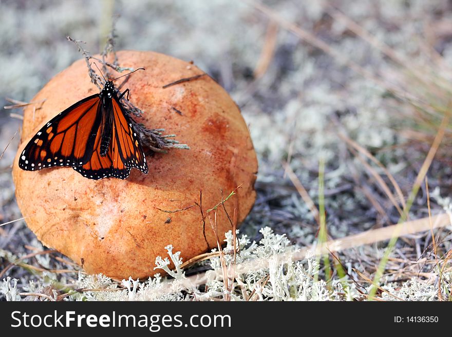 Mushroom With Butterfly