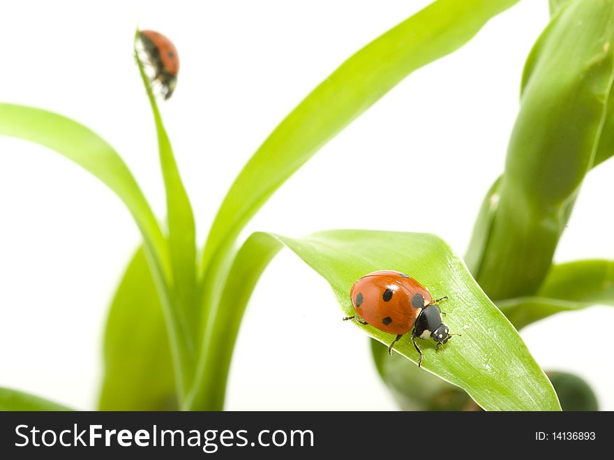 Red ladybug on green grass isolated