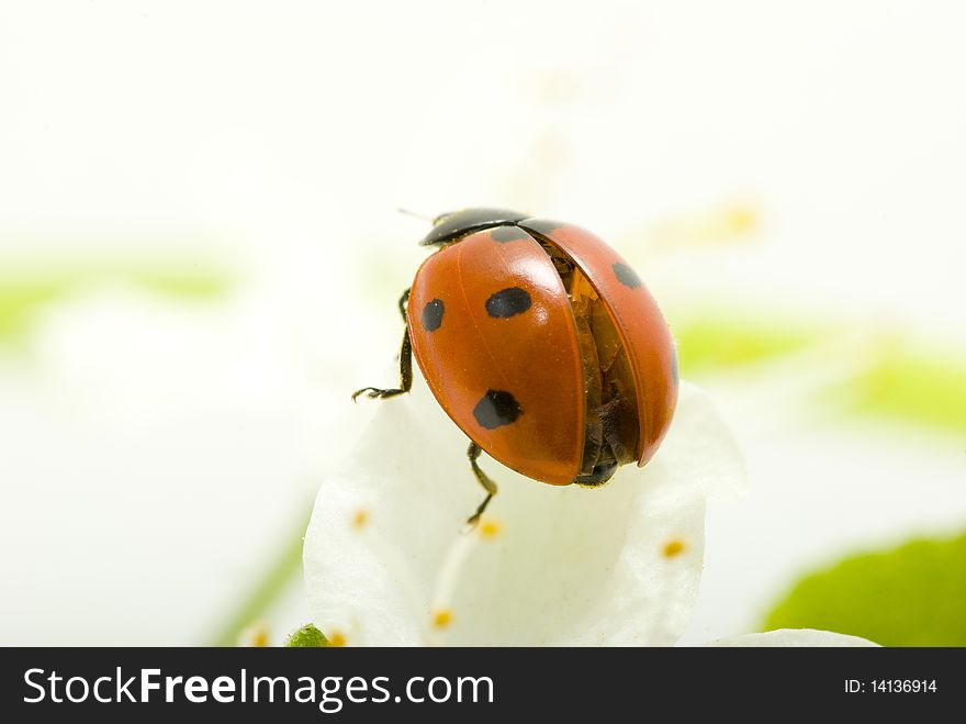 Red ladybug on green grass isolated