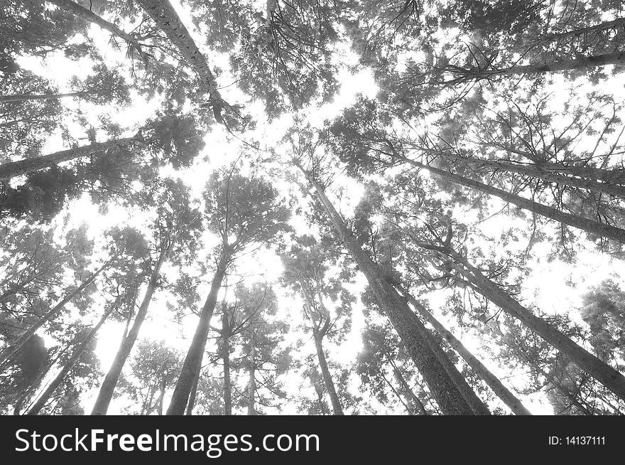 A forest with many giant trees on black and white