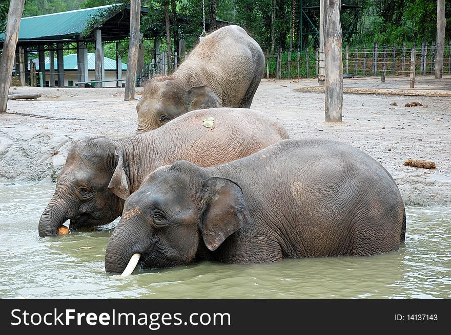 Three elephant eating coconut at the pond. Three elephant eating coconut at the pond