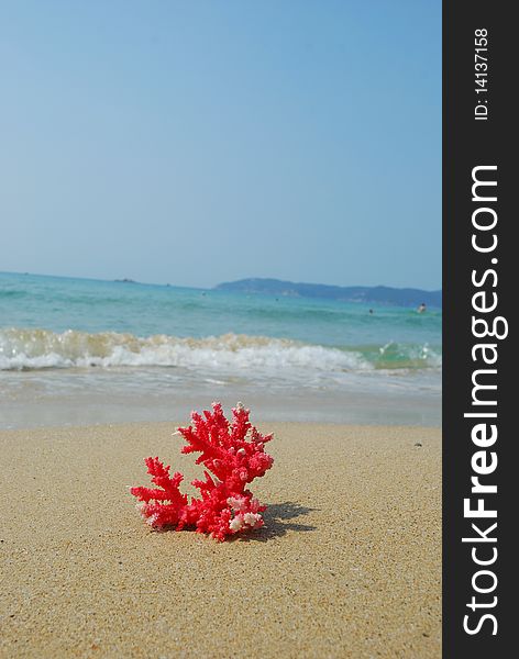 A conch shell on an exotic beach with the sea in the background. A conch shell on an exotic beach with the sea in the background