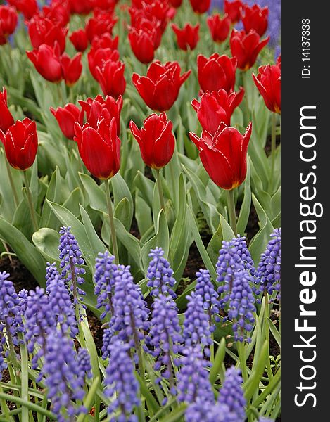 Red Tulips with Purple Muscari. Red Tulips with Purple Muscari