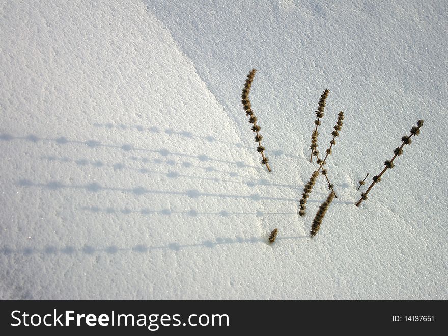Dried out winter plant with its shadow on snow. Dried out winter plant with its shadow on snow