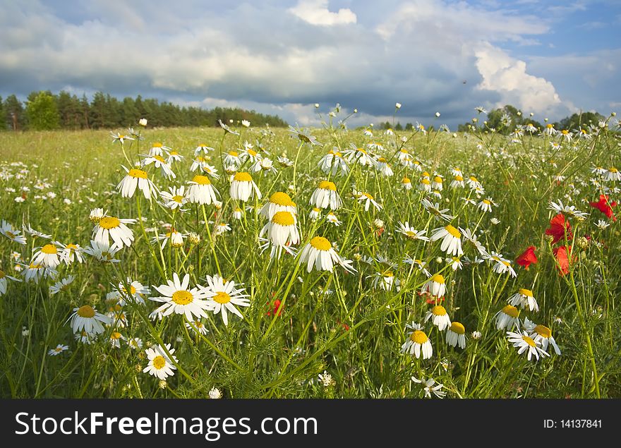 Field of flowers, summer landscape