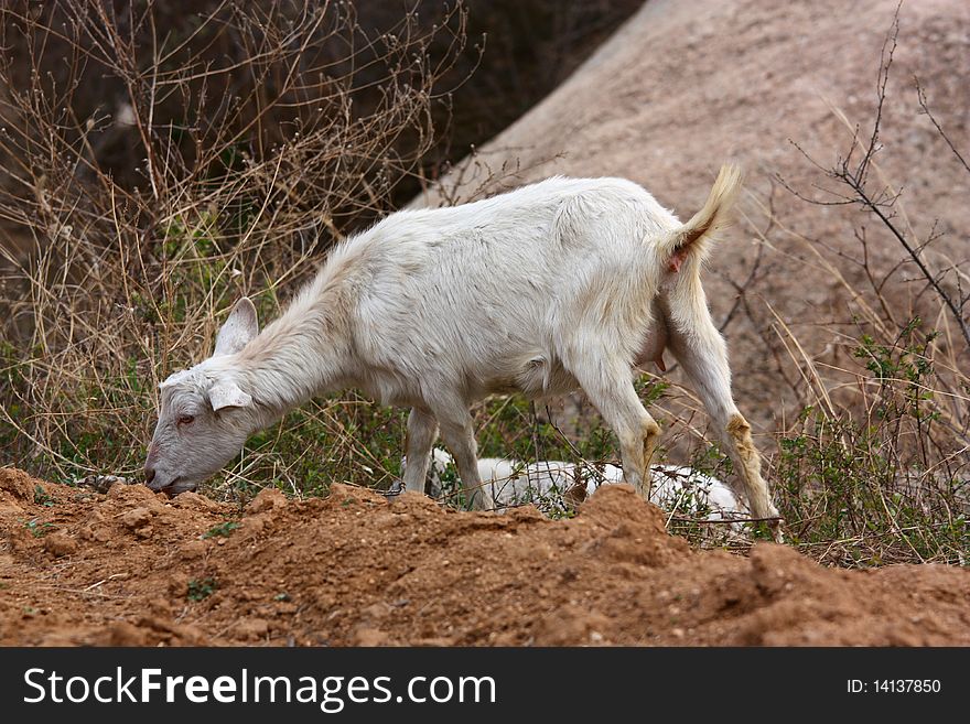 A goat is walking on the fields.