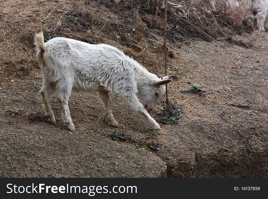 A goat is walking on the rocks road.