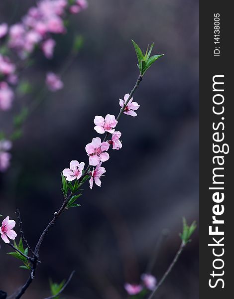 Peach Blossom