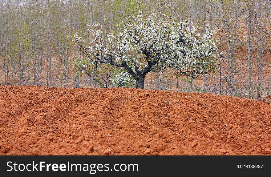 The pear in farmland in spring.