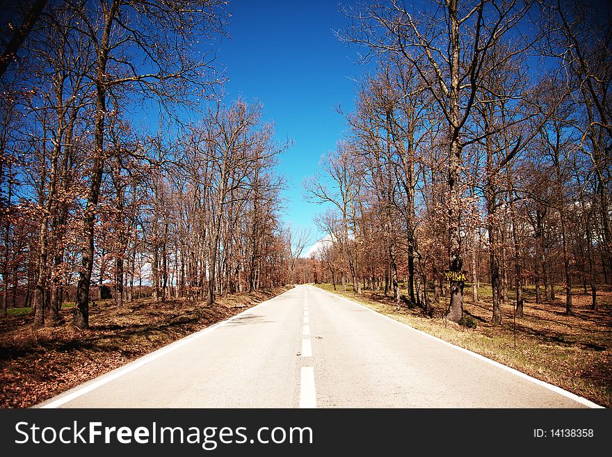 Straight road with white line and a surrounding forest