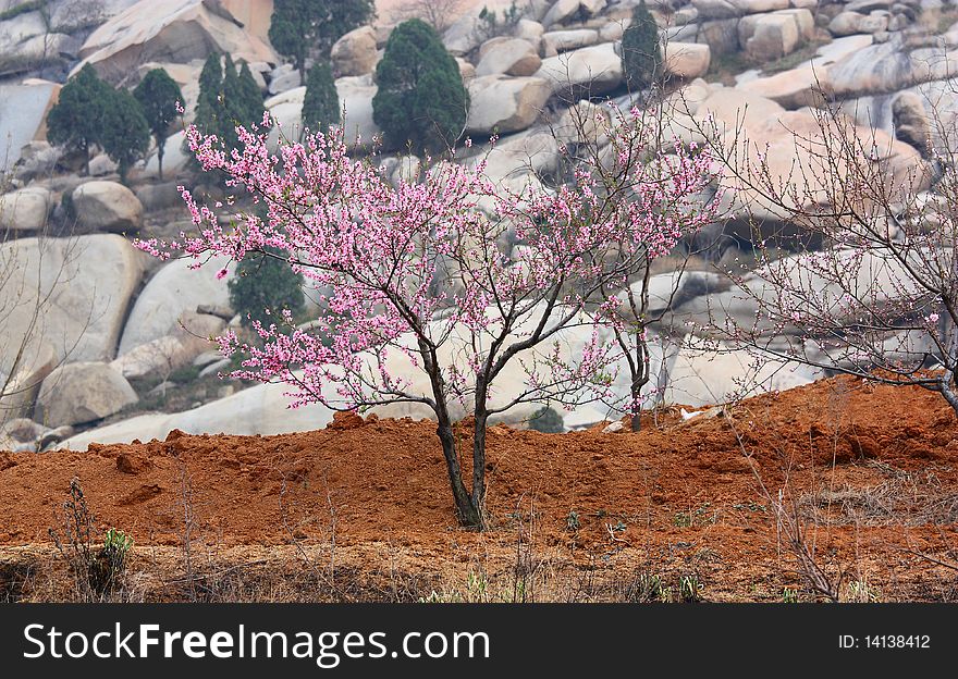 Peach tree located in the foothills .