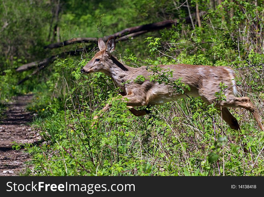 White-tail Deer Young Doe Coming Out Of Bush