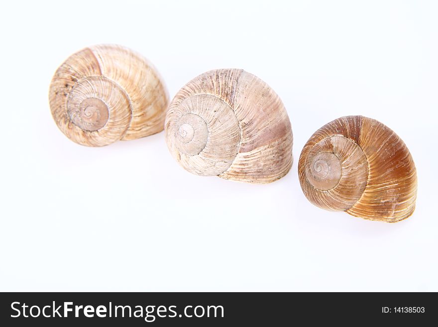 Empty snail shells on white background