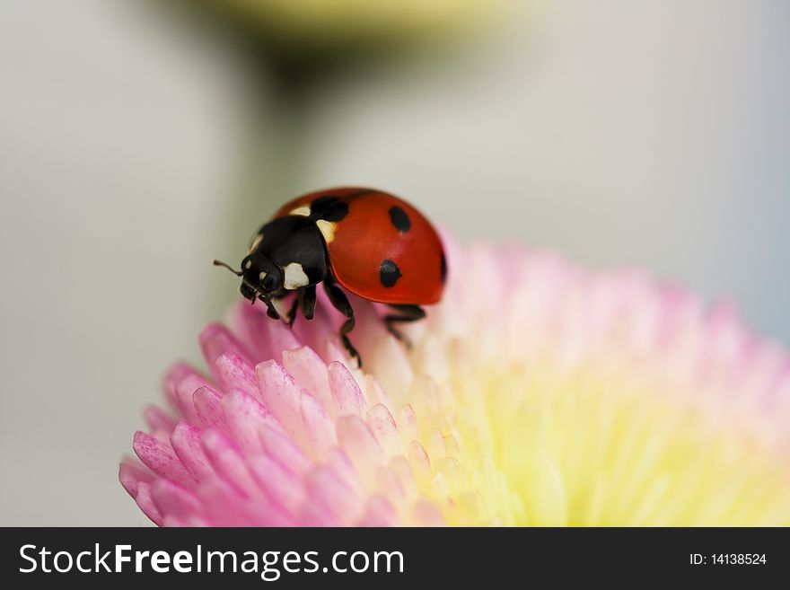 Ladybug On A Pink Flower