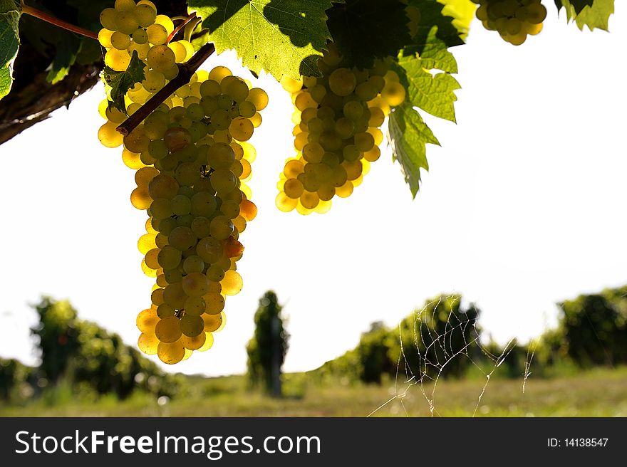 Bunch of grapes in the South West of France. Bunch of grapes in the South West of France