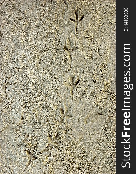 Bird foot prints in the sand on the Tel Aviv beach. Bird foot prints in the sand on the Tel Aviv beach.