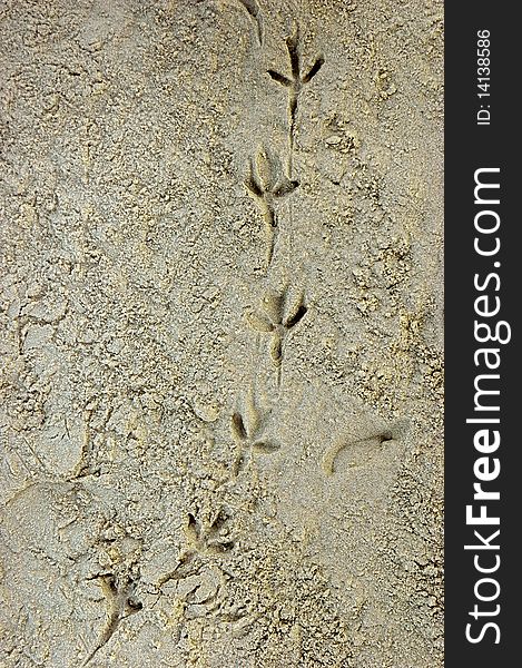 Bird Footprints