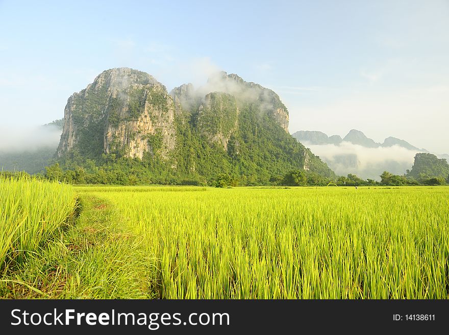 Rice fields and Mountain in Laos