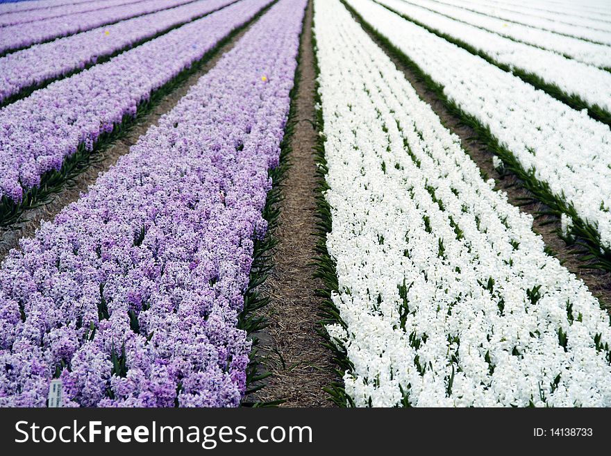 Field Of Hyacinths In Purple And White