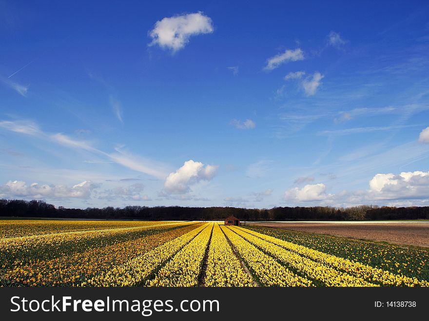 Field of yellow daffodils under a blue sky