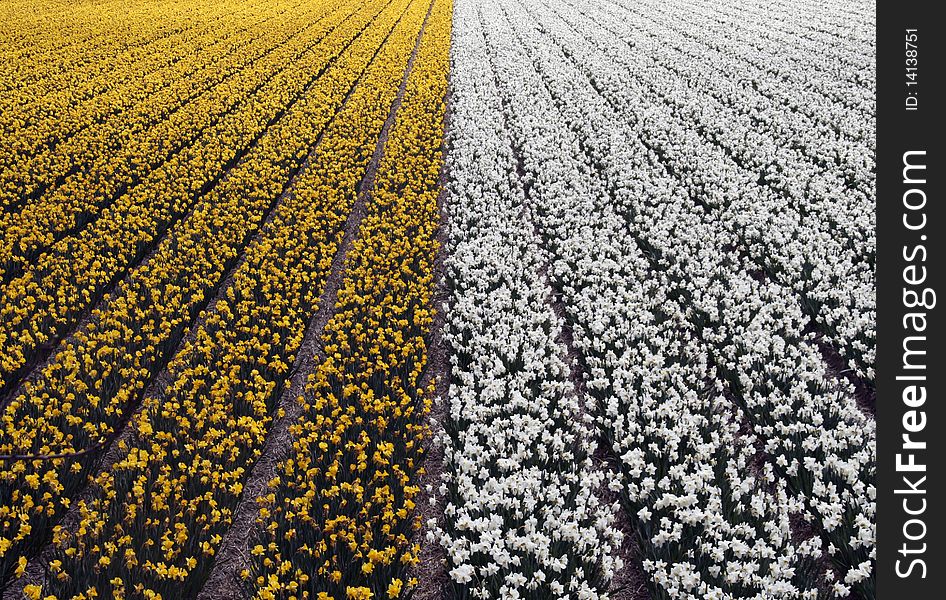 Field of yellow and white daffodils and tulips