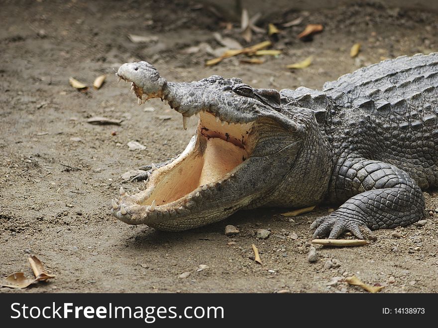 Crocodile wait for food hungrily. Crocodile wait for food hungrily.