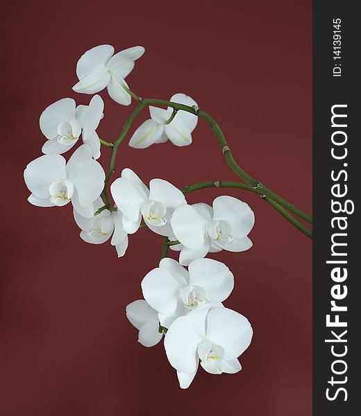 Whit orchid on red background with soft shadow. Whit orchid on red background with soft shadow