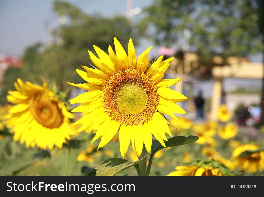 Each year, from some time in November until February or March, the fields around Lopburi province are filled with bright yellow sunflowers. These are commercial crops raised for producing seeds and oil, yet they have become something of a tourist attraction.But this photo in bangkok. Each year, from some time in November until February or March, the fields around Lopburi province are filled with bright yellow sunflowers. These are commercial crops raised for producing seeds and oil, yet they have become something of a tourist attraction.But this photo in bangkok.