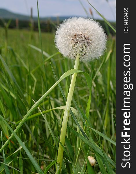 Detail of flowery dandelion in green meadow. Detail of flowery dandelion in green meadow