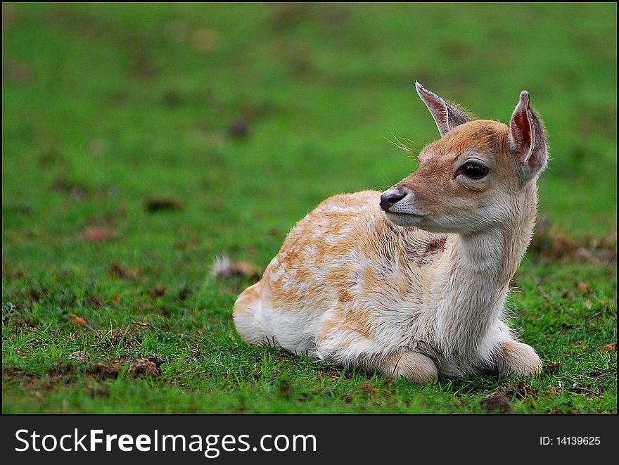 Jung fallow deer  laying on the grass