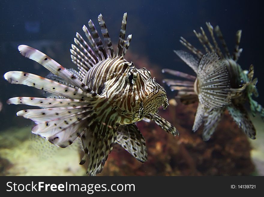 Red lionfish swimming by slowly