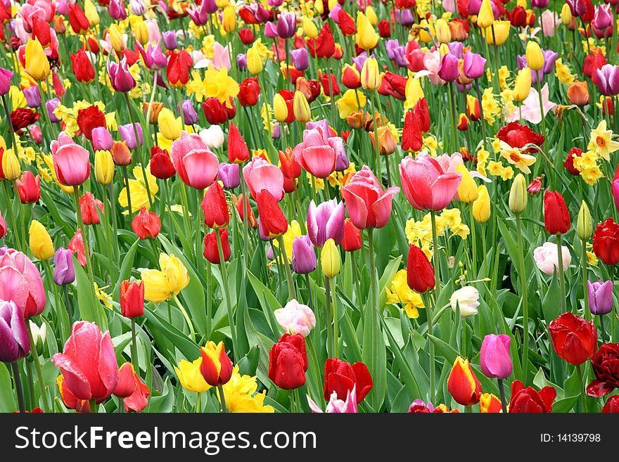 Colorful Tulips in Keukenhof Gardens. Colorful Tulips in Keukenhof Gardens.
