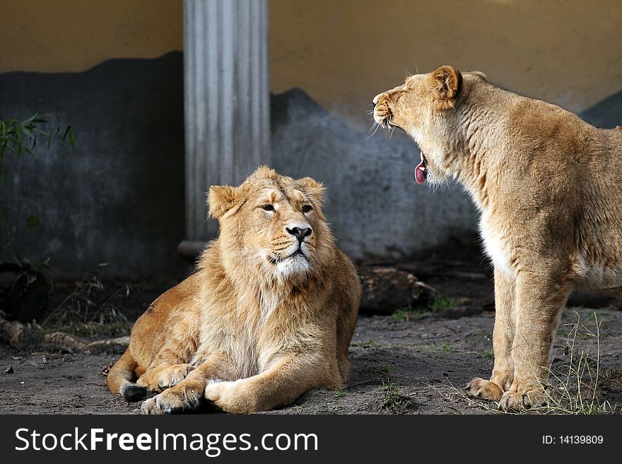 Lions Talking