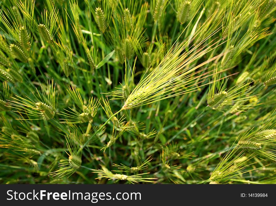 Tilt-up view of a field of wheat over a bright blue sky. Tilt-up view of a field of wheat over a bright blue sky.