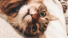 Cute Cat With Funny Green Eyes Playing On Bed. Adorable Maine Coon Cat Looking With Funny Green Eyes And Emotions, Relaxing On Bed Royalty Free Stock Image