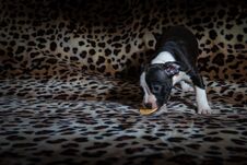Nice Amstaff Puppy Dog Pets Rusty Red Royalty Free Stock Photos Nice Amstaff Puppy Dog Pets Rusty Red Royalty Free Stock Photos