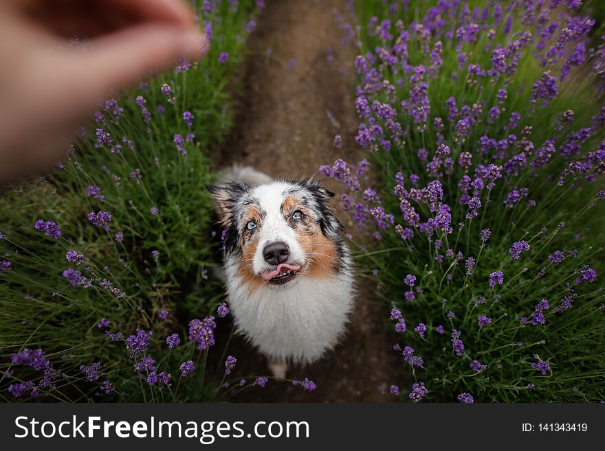 The Dog Is The Australian Shepherd In Lavender. Pet In The Summer On The Nature In