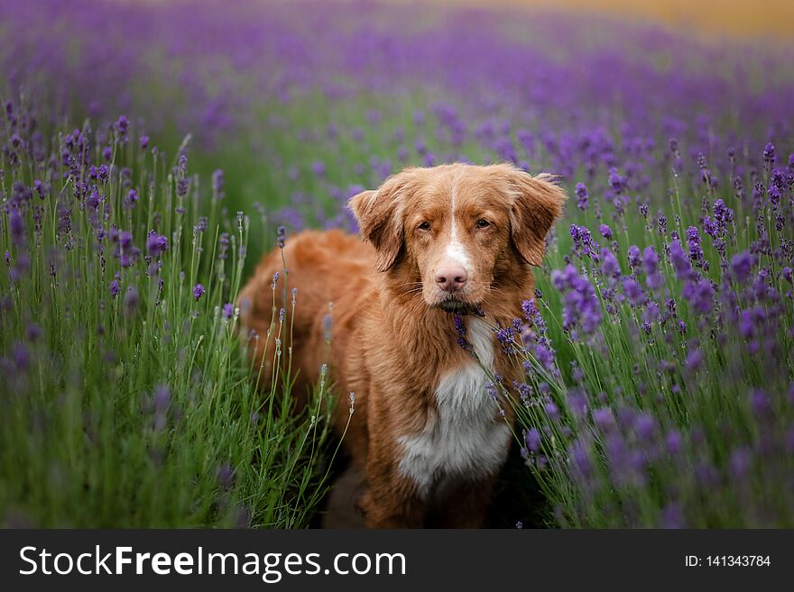 Dog Nova Scotia duck tolling Retriever in lavender. Pet in the summer on the nature in colors