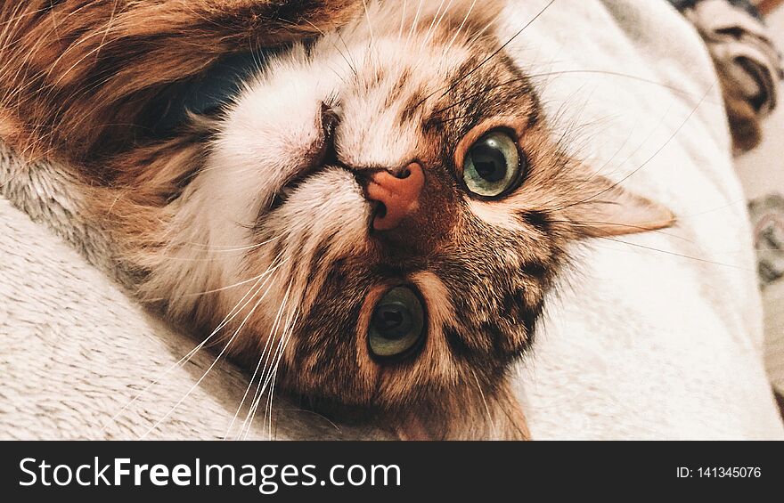 Cute cat with funny green eyes playing on bed. Adorable maine coon cat looking with funny green eyes and emotions, relaxing on bed