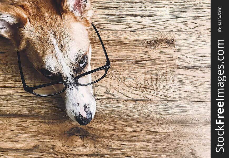 Cute dog in black glasses lying on floor with funny look. Smart dog learning and reading. Vision problem, eye care in dogs. Copy space. Phone photo