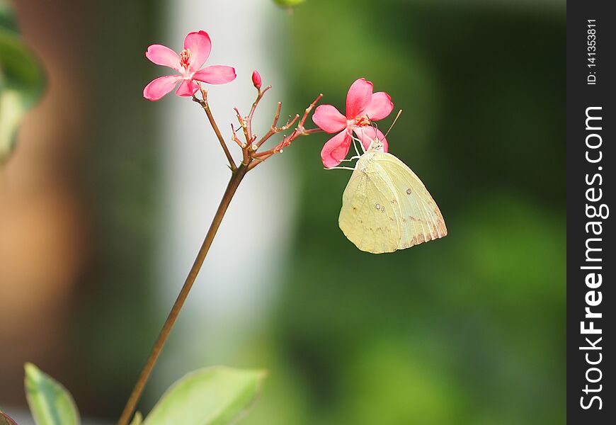 closeup yellow butterfly on the red flower blur nature background environment park