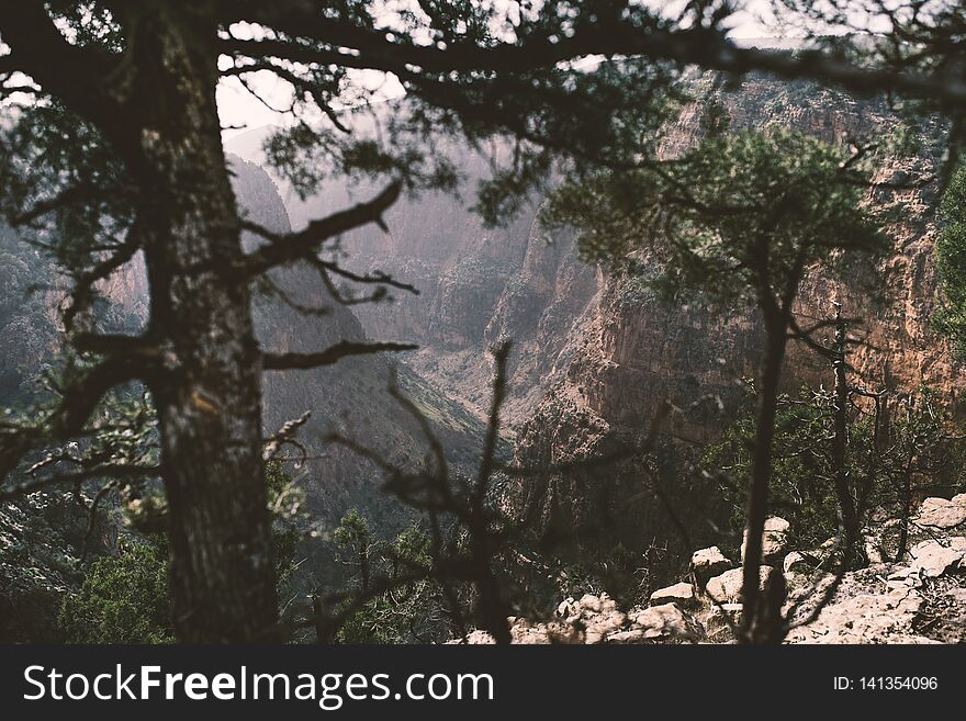 Man has coniferous branches in hand against canyon. Sunset view. Nature. Morocco nature.