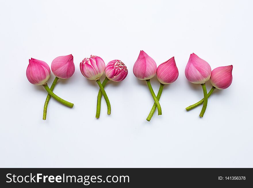 Pink lotus flowers on white background