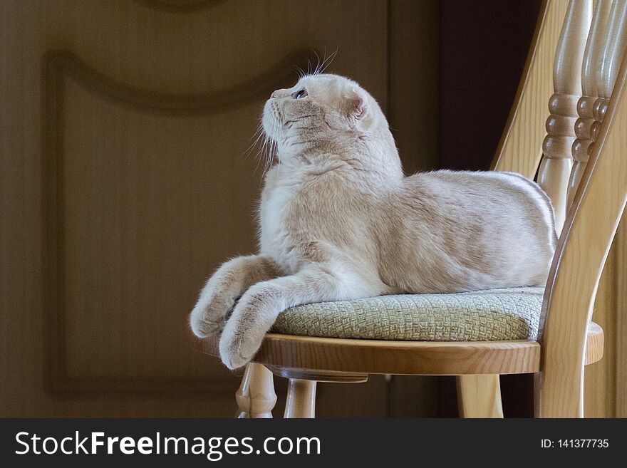 The Cat Lies On A Chair And Looks Up