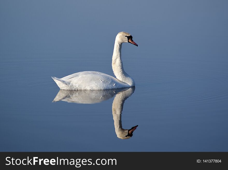 White Swan swimming in water
