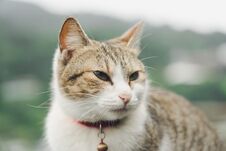 Portrait Cute Cat Sitting In Front Of The House Is A Cute Pet And Good Habits Royalty Free Stock Images