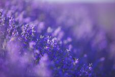 Lavender Flowers Field In A Selective Focus Pastel Colors And Blur Background Stock Images