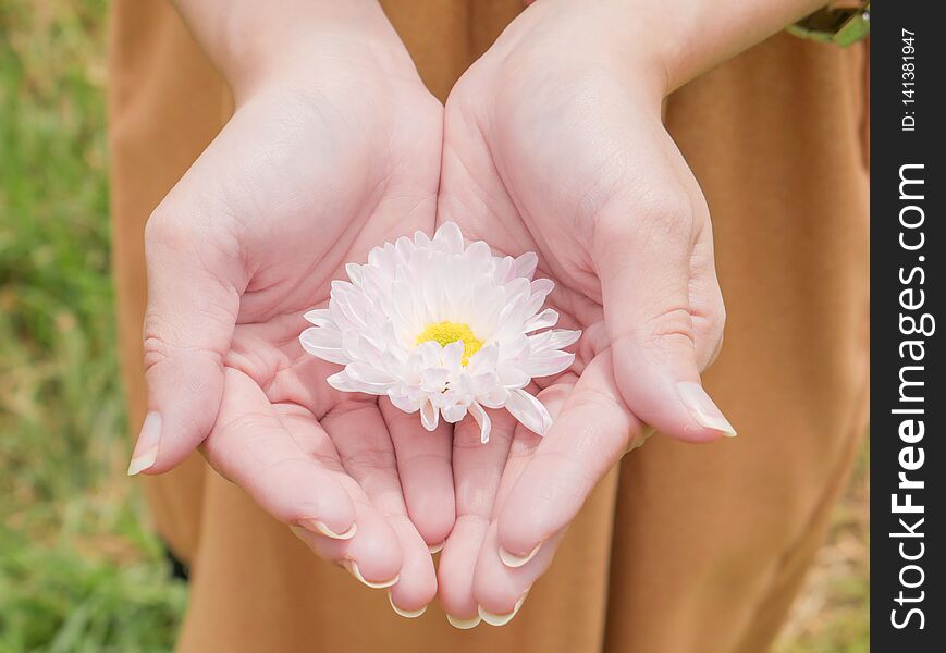 Holding a beautiful white Chrysanthemum flower in both hands with garden view background