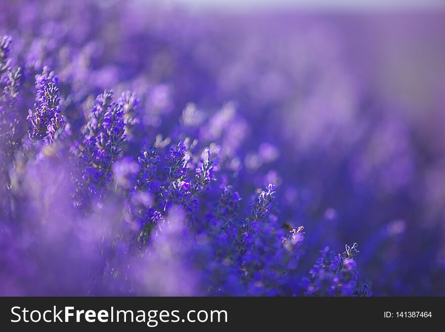 Lavender flowers field in a selective focus pastel colors and blur background. Space for text